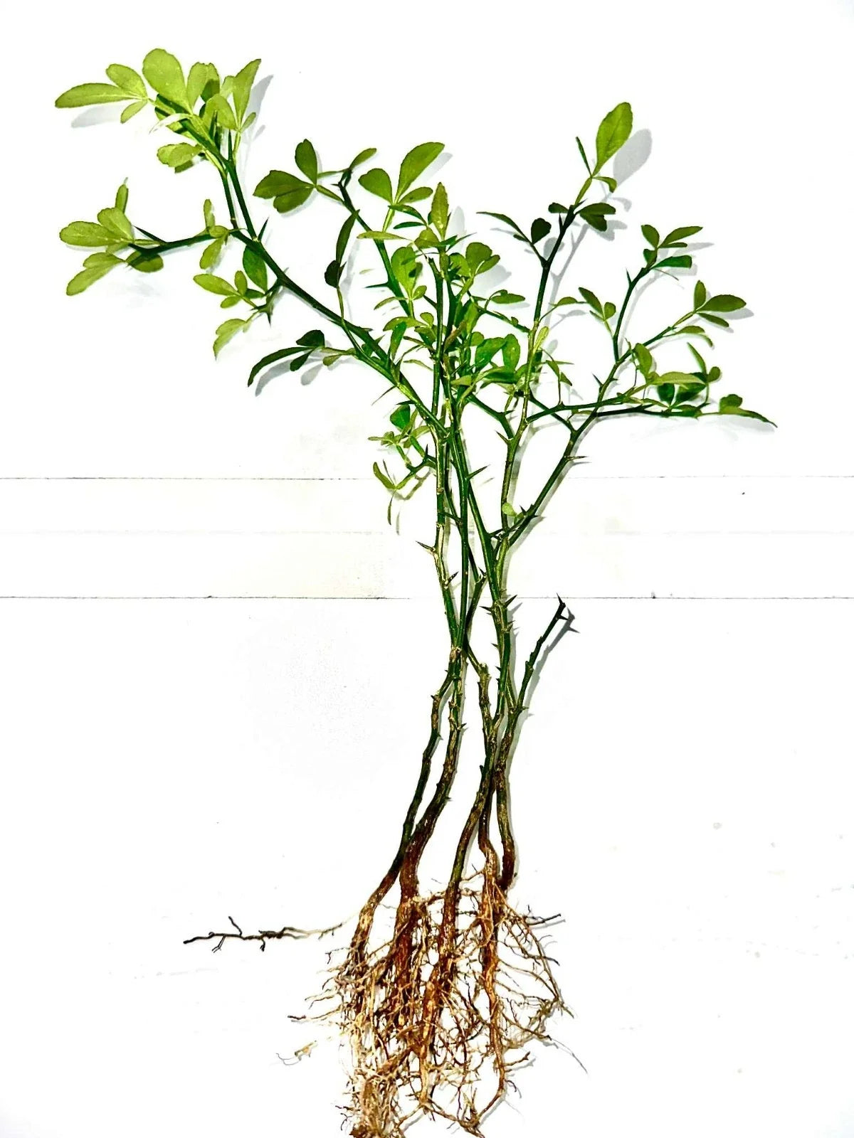 Cold Hardy Citrus Seedlings 5-Pack - Bare Root Live Plants for Home Garden, Citrus Varieties, Hardy Citrus Plants Citrus spp.
