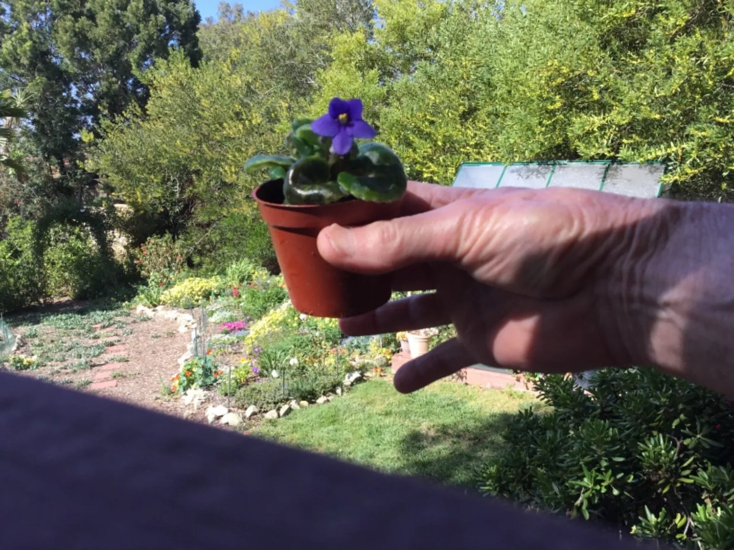 Miniature African Violet Leaf Cuttings - 8 Freshly Cut Saintpaulia ionantha Indoor Plant Propagation
