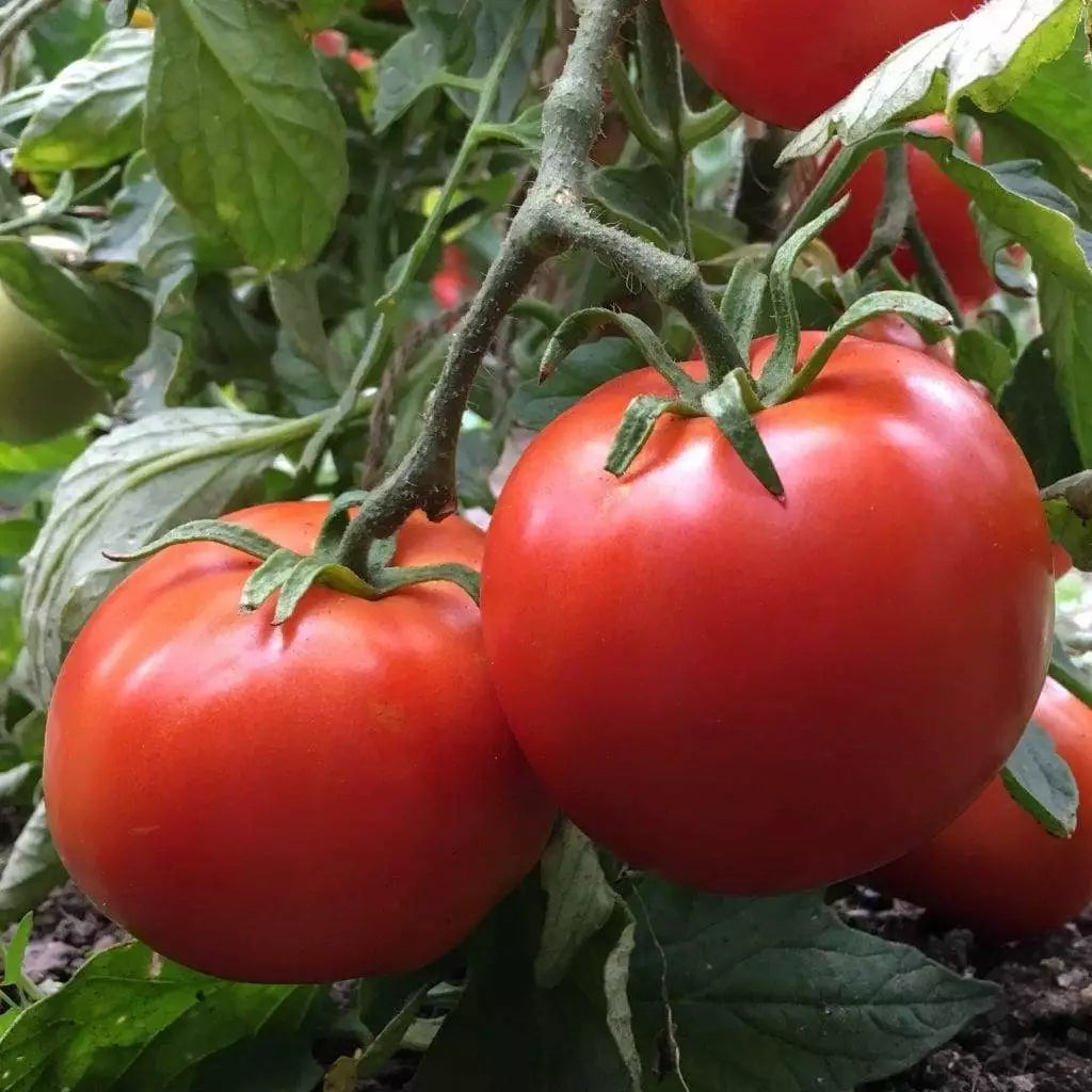Manitoba Tomato Seeds - 30 Non-GMO Heirloom Seeds | Solanum lycopersicum