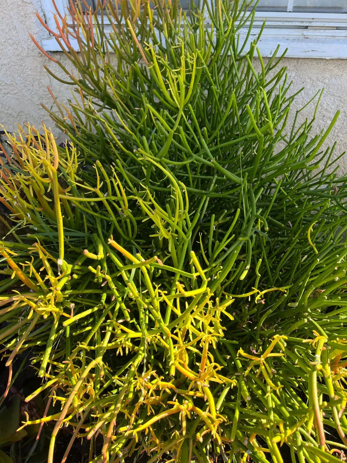 Fire STICKS Euphorbia Tirucalli Cuttings 4-8" Live Succulent Plants No Roots Soil Pots