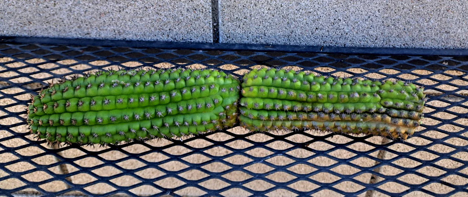 Cereus Brevispinulosus Corn Cactus Cutting – Indoor Succulent, Easy Care, Drought Tolerant, 10.5 Inches