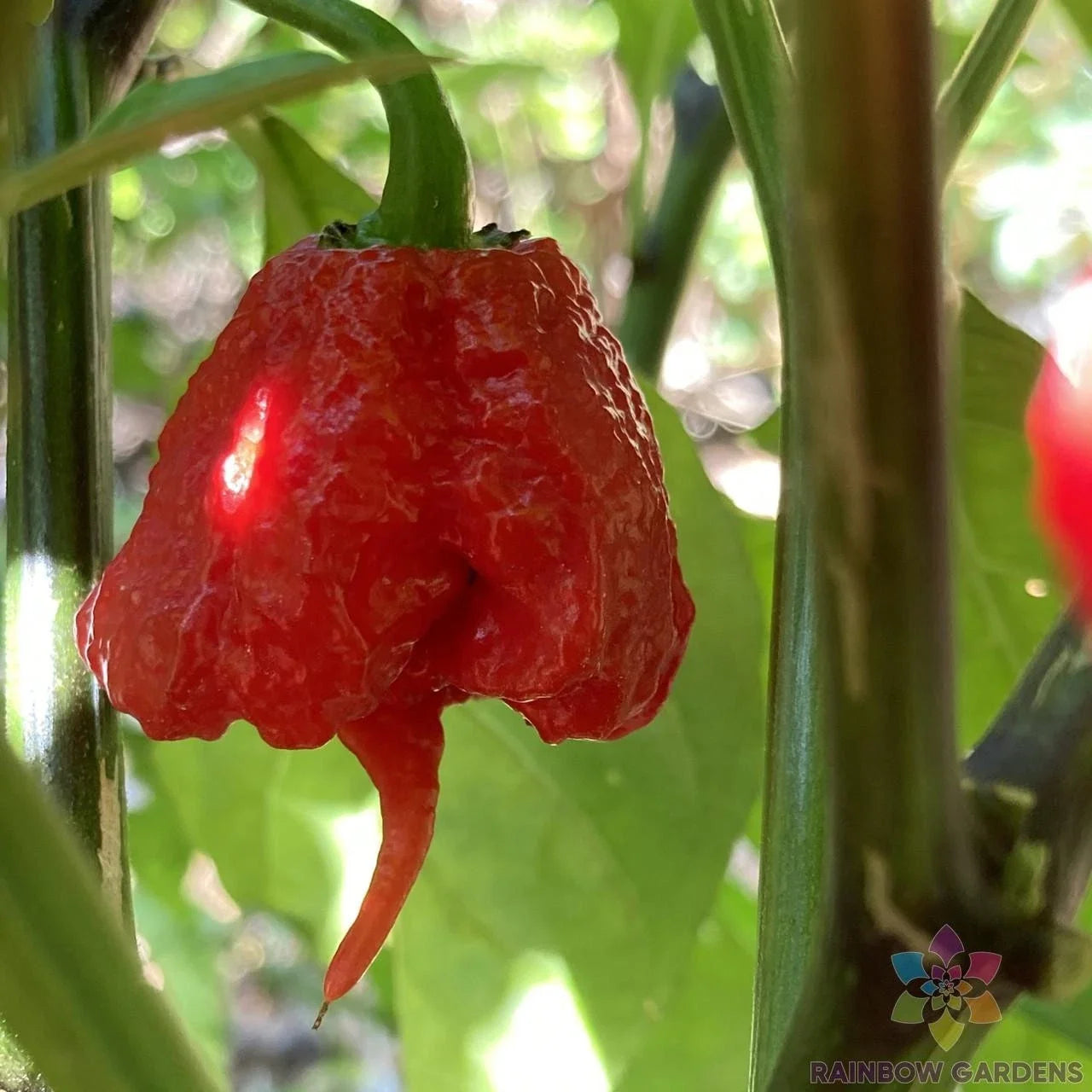 7 Pot Primo Hot Pepper Seeds - 25+ Pack, Capsicum chinense, Garden Planting, Heat & Flavor, Non-GMO, USA Grown
