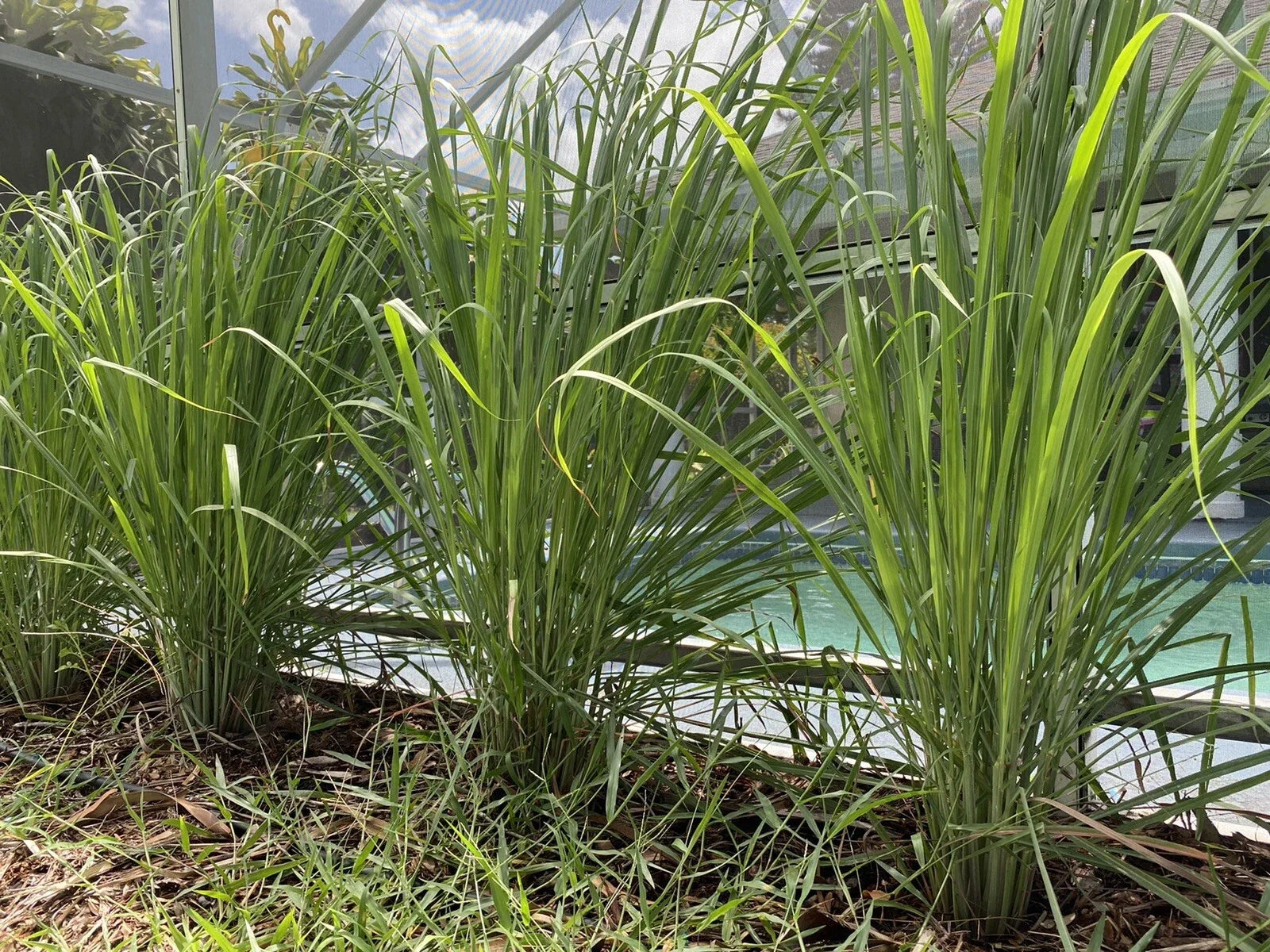 Organic Lemongrass Stalks - 3 Fully Rooted Cymbopogon citratus Plants for Culinary & Garden Use