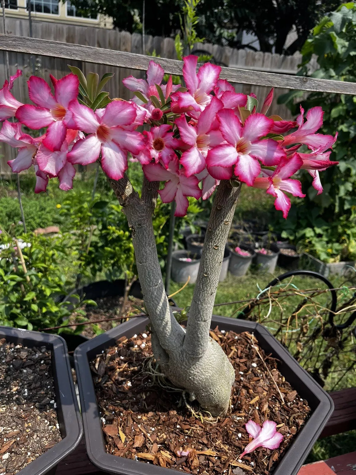 Desert Rose Bonsai Plant in 5-Gallon Pot with Pink Flowers, Adenium obesum, 8-9 Years Old, Big Root System