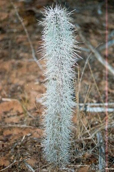 Octopus Tree Seeds - 5 Rare Didierea madagascariensis Succulent Seeds for Indoor & Outdoor Planting
