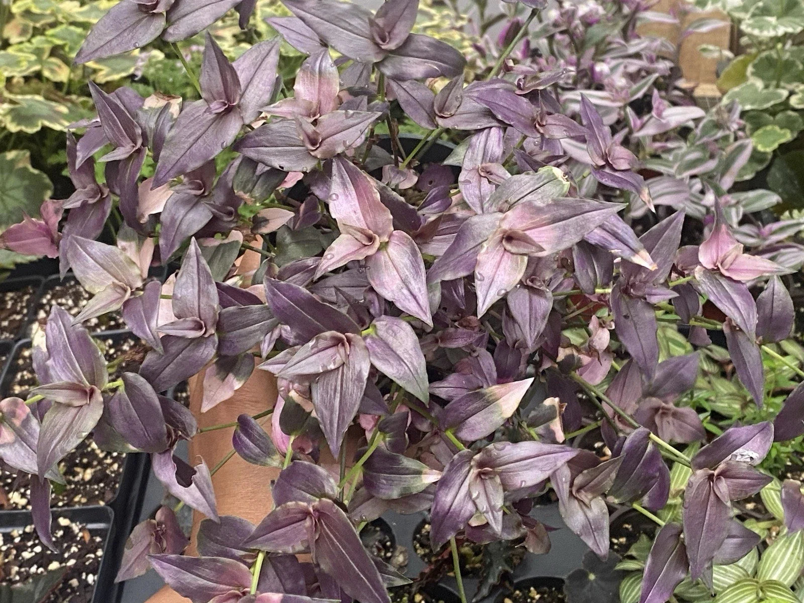 Purple Bridal Vail Live Plant Cuttings - 10 Pack, Trailing Purple Foliage, Dichondra argentea 'Emerald Falls'