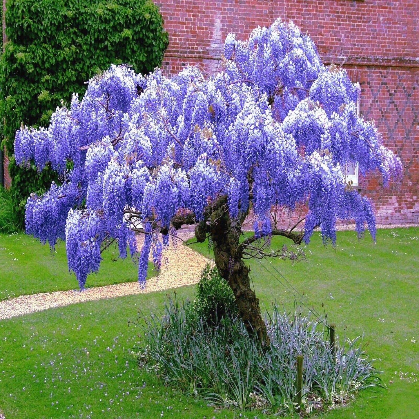 Chinese Blue Wisteria Seeds - 10 Pack, Hardy Flowering Vine, Wisteria sinensis for Bonsai & Garden Trellises