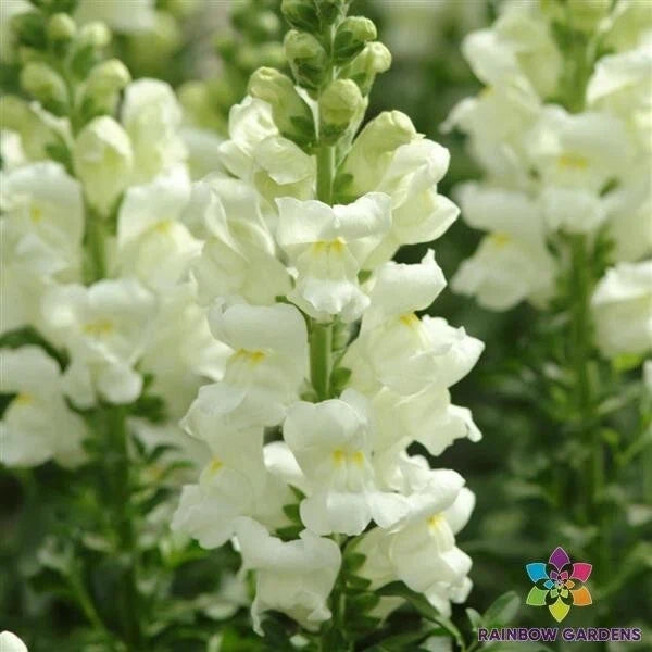 Maryland Ivory Snapdragon Seeds – 1000+ Antirrhinum majus Garden Planting Pack for Borders & Containers