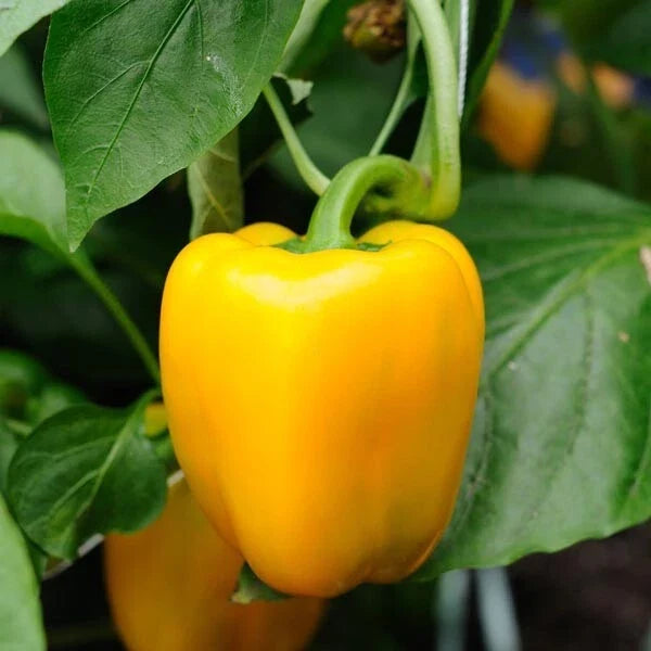 Canary Yellow Bell Pepper Seeds – 50+ Capsicum Annuum Sweet Vegetable, Bright Yellow, Non-GMO, USA