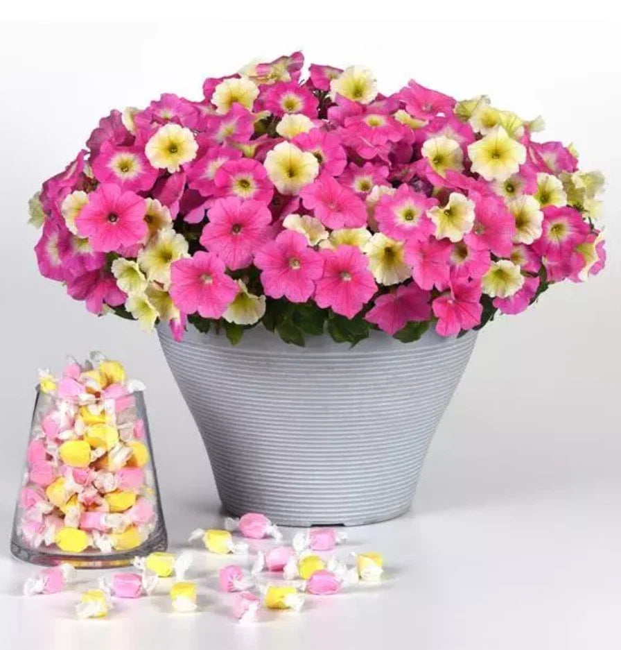 Petunia E3 Easy Wave Sweet Taffy Mix Live Plant Plugs, 10 Baby Plants, Pink, Yellow, Rose Morn, Petunia x hybrida