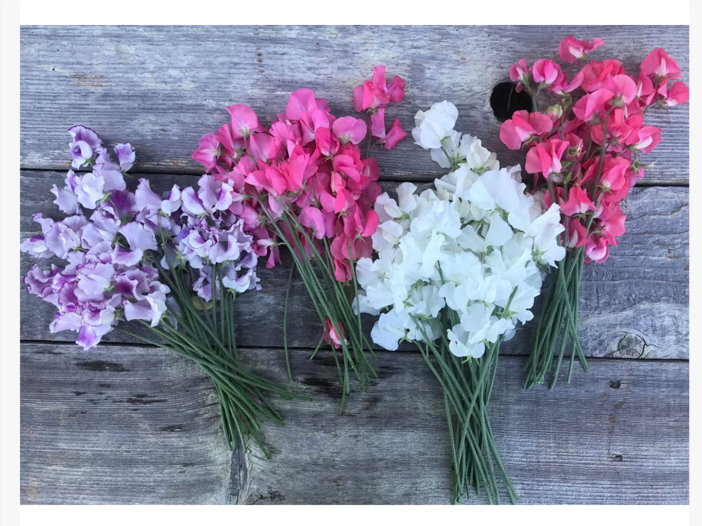 Winter Flowering Sweet Peas Seeds - Lathyrus odoratus - Short Day Variety for Christmas Blooms