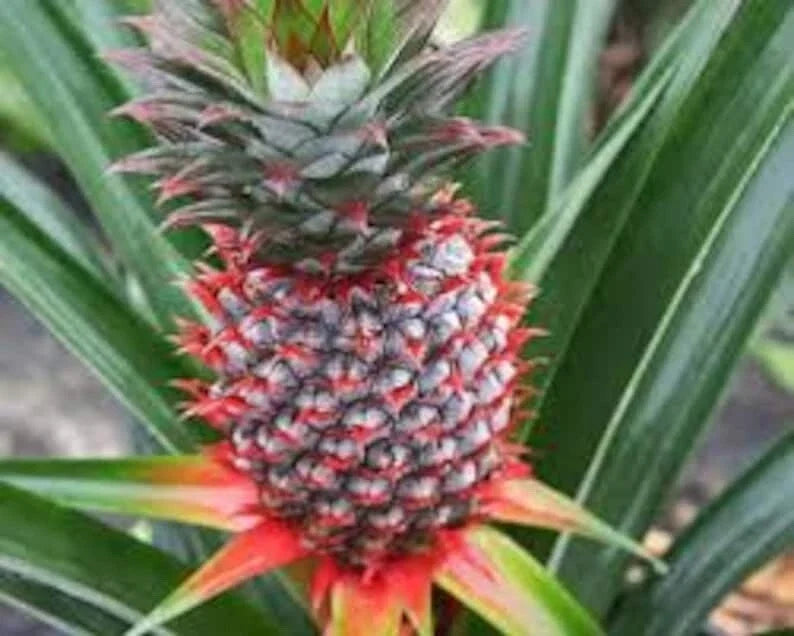Florida Special Pineapple Plant - Ananas Comosus Live Starter Plants for Container & Patio Gardening
