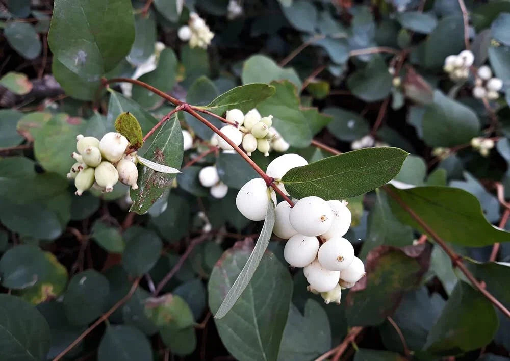 Snowberry Shrub Seeds - 50+ Non-GMO Symphoricarpos albus for Gardens, Hedges, Wildlife Attracting