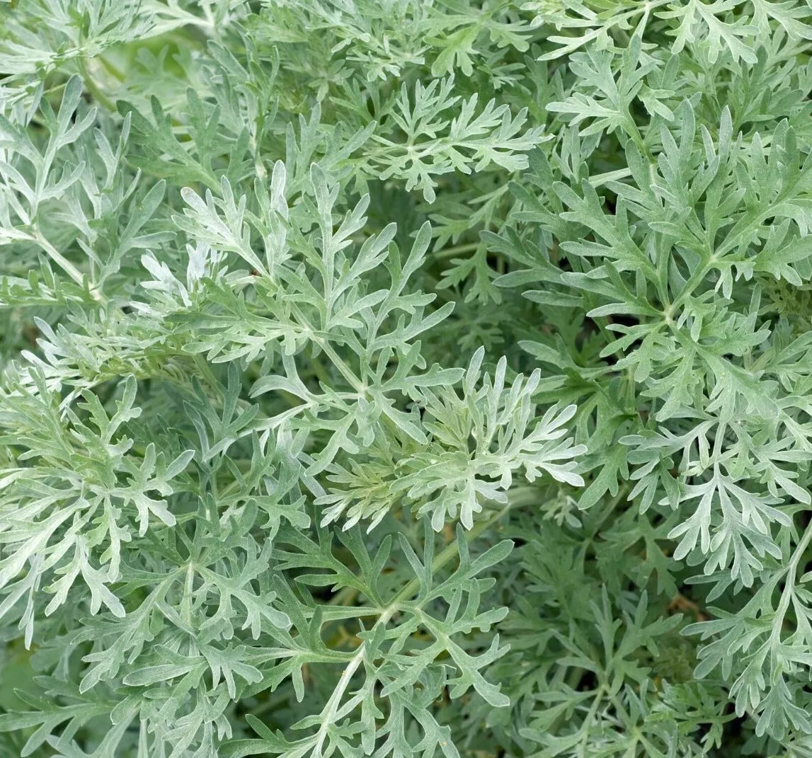 Wormwood Seeds 500+ Perennial Herb Artemisia absinthium for Garden, Landscaping & Pollinator Attracting