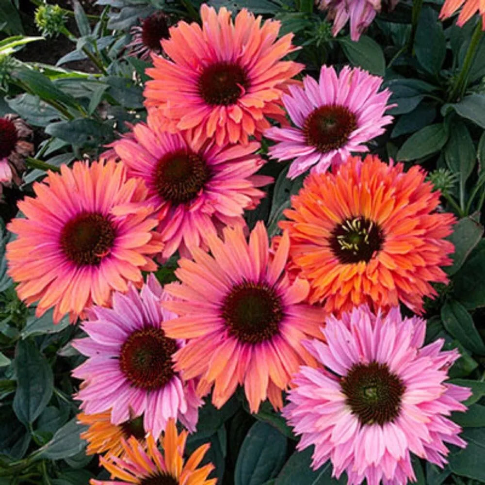 Sunseeker Rainbow Coneflower Seeds - 50 Perennial Echinacea purpurea for Vibrant Garden Blooms