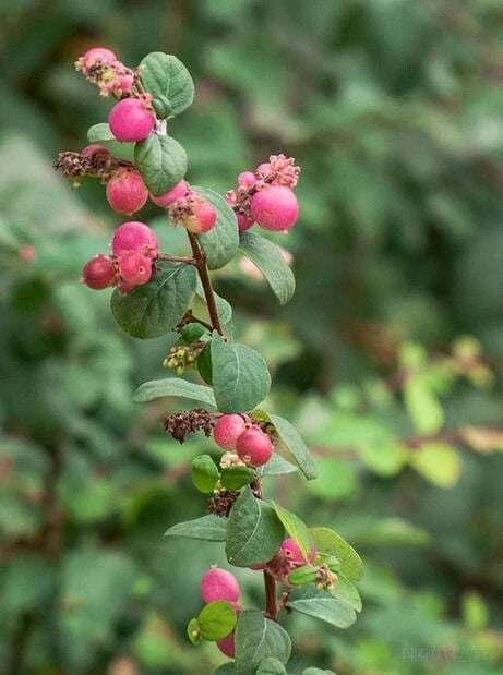 Red Snowberry Starter Plant - Ornamental Bush with Red Berries, Symphoricarpos albus var. laevigatus, Deciduous Shrub
