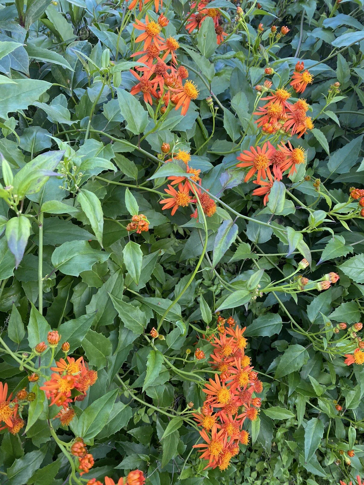Mexican Flame Vine Cuttings 10 pcs 5-7 inches Pseudogynoxys Chenopodioides Climbing Vine No Roots