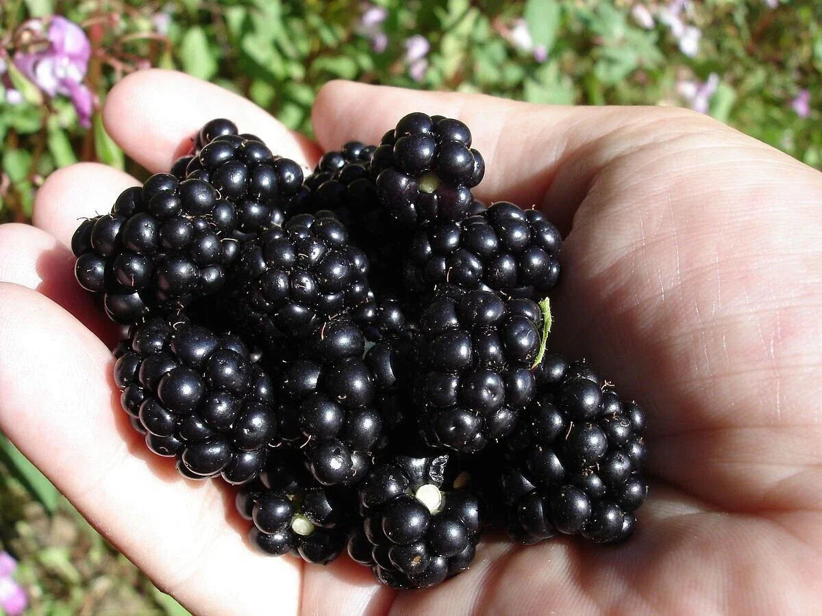 Organic Blackberry Seeds - Non-GMO Rubus fruticosus for Home Gardening