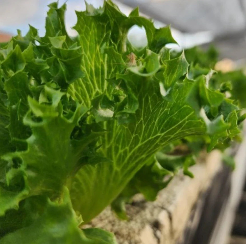 Tango Lettuce Seeds - Heirloom Loose Leaf Variety - 2000+ Seeds for Home Gardening & Salad Growing - Lactuca sativa