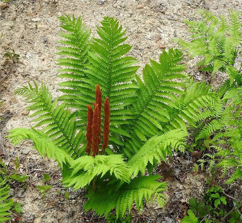 Cinnamon Fern Plant Bare-Root Osmunda Cinnamomea Moist Woodland Garden Deer Resistant Reddish-Brown Spikes
