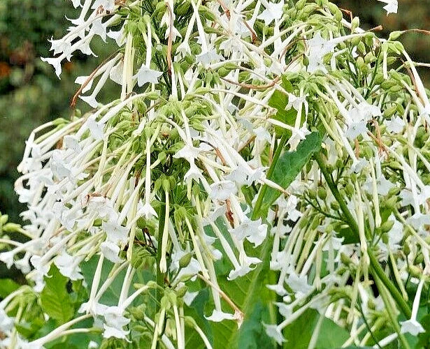 Flowering Tobacco Seeds 500 Nicotiana sylvestris White Tubular Flowers for Garden Pollinator Attracting