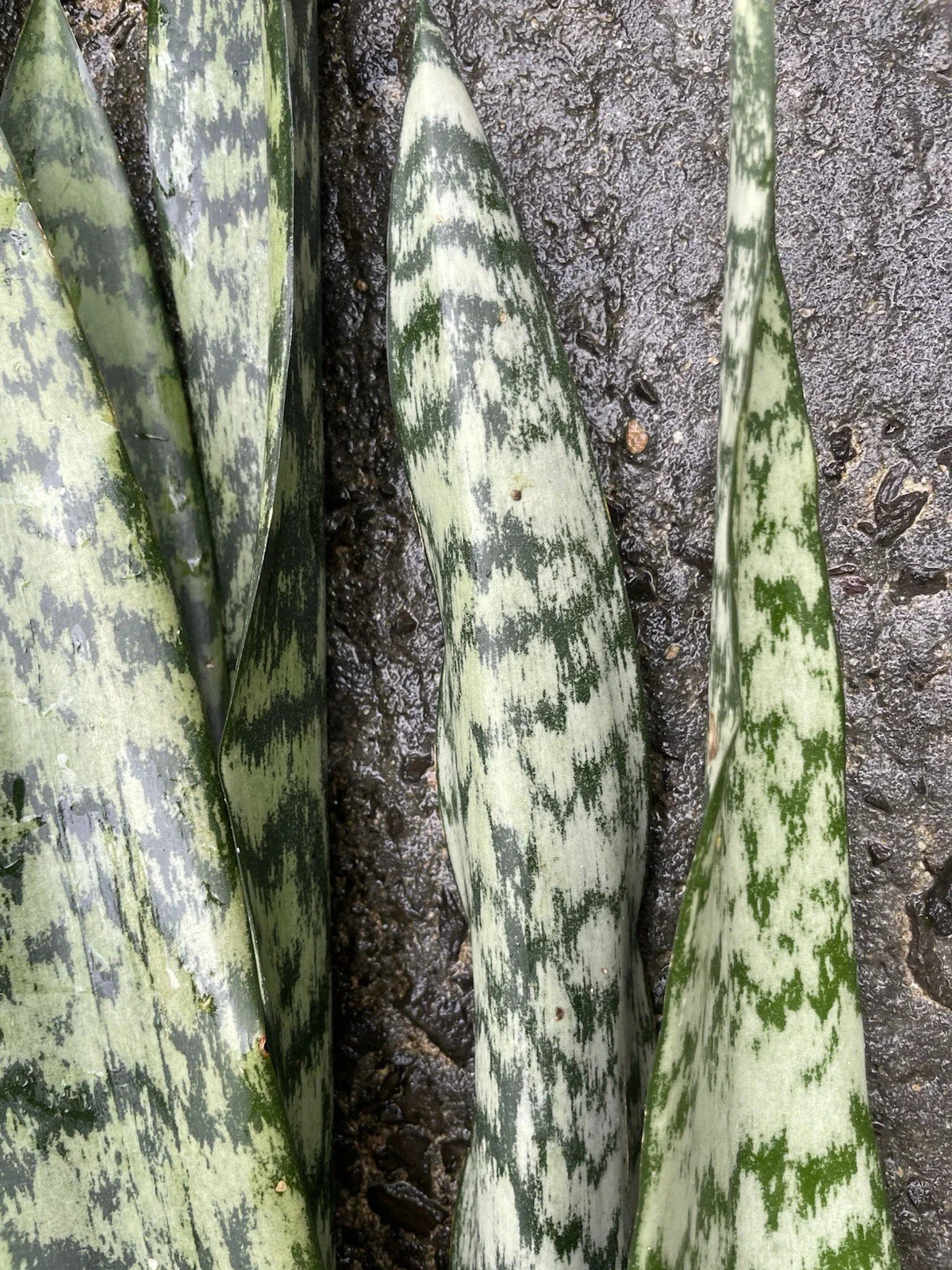 Sansevieria Leaf Cuttings - 4 Organic Hawaii Grown Snake Plant Propagation Starter - Sansevieria trifasciata Indoor Houseplant