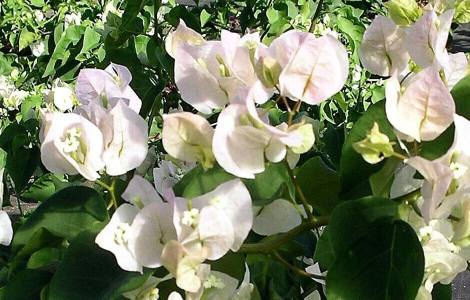 Bougainvillea Starter Plant - Small Well-Rooted VERA WHITE - Rare White Blooms - Bougainvillea glabra