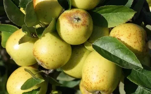 Golden Pippin Apple Seeds - Heirloom Fruit Tree Seeds for Garden Planting - Malus domestica