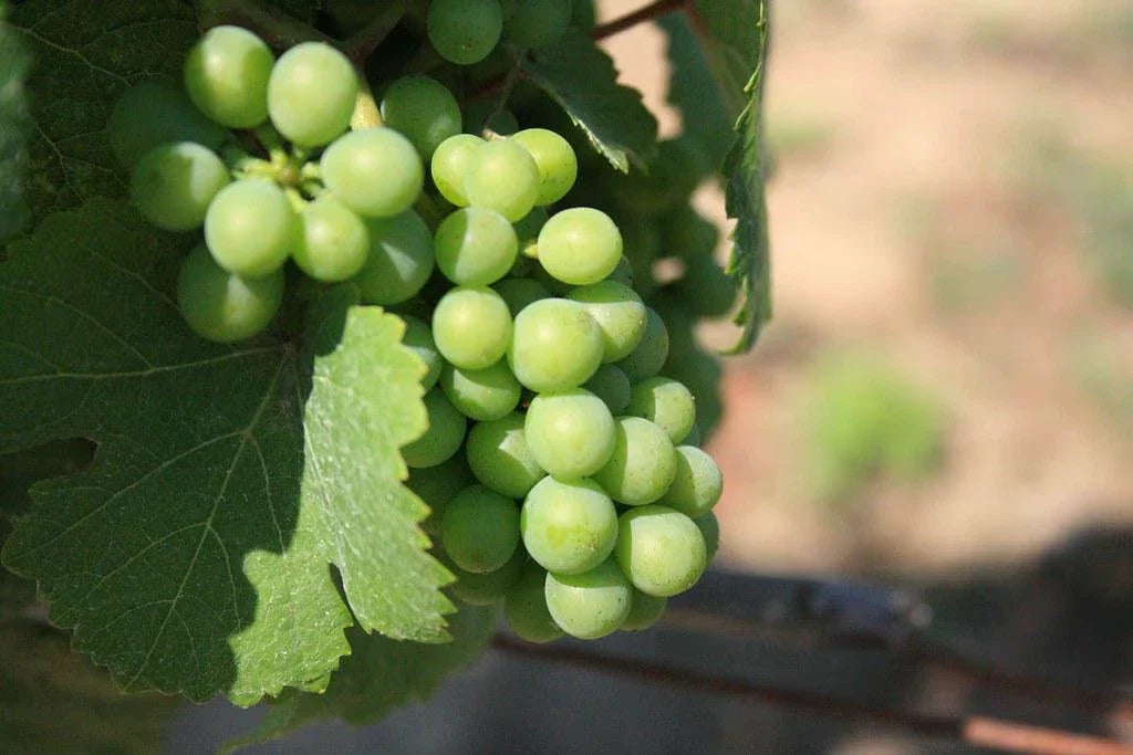 Niagara Grape Vines - 3.5-inch Pots - Vitis labrusca - Home Garden, Patio, Balcony Climbing Vine
