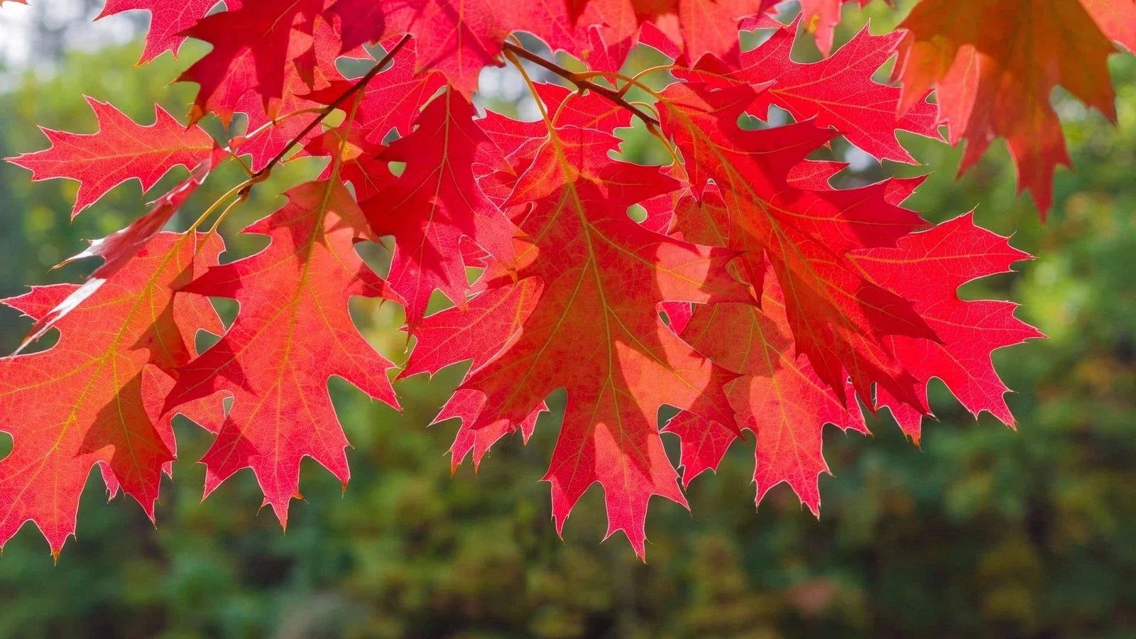 Red Oak Tree Seedlings | Live 12-24 Inch Quercus rubra | Deciduous Shade Tree for Landscaping