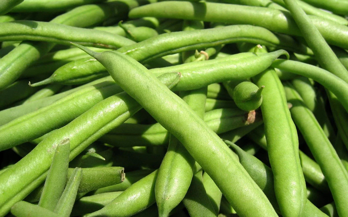 Green Bean Seeds Spartan Arrow - Phaseolus vulgaris - Fresh Non-GMO Seeds