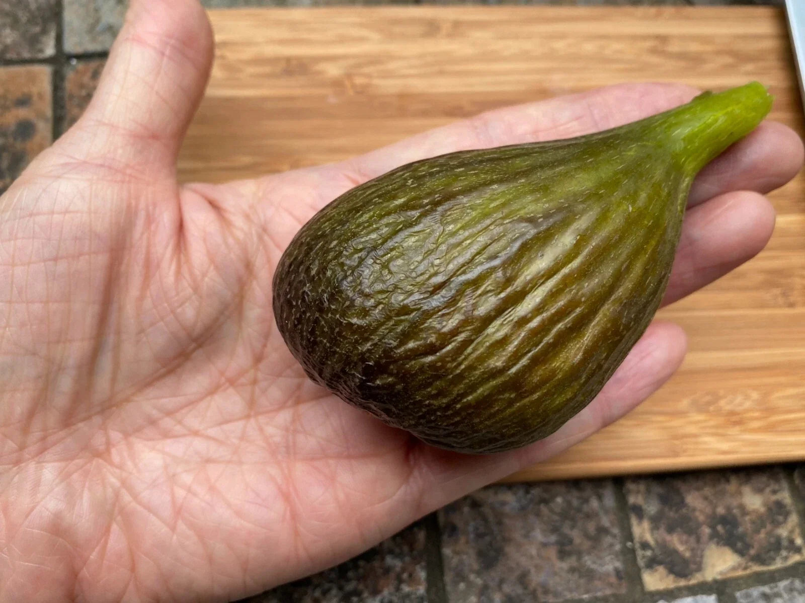 Fig Cuttings - Thick Violetta 2 - Cold Hardy Ficus carica Propagation - 2 Pack