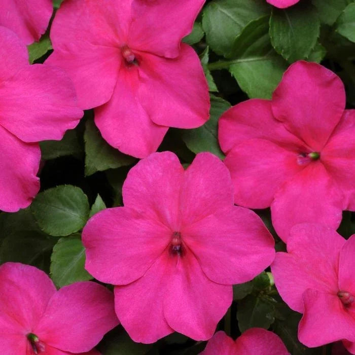 Impatiens Seeds 100 Pack - Super Elfin XP Rose - Walleriana Impatiens for Shade Gardens & Containers