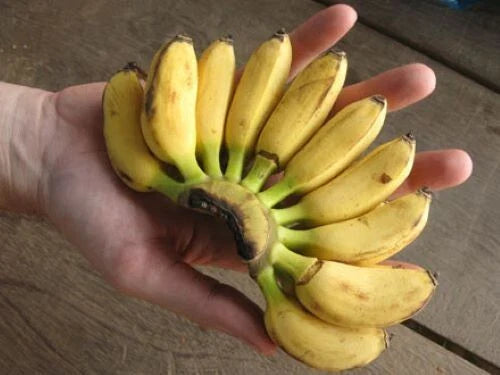 Mini Musa Banana Plant Starter – Small Rooted Musa acuminata for Indoor Gardening & Patio