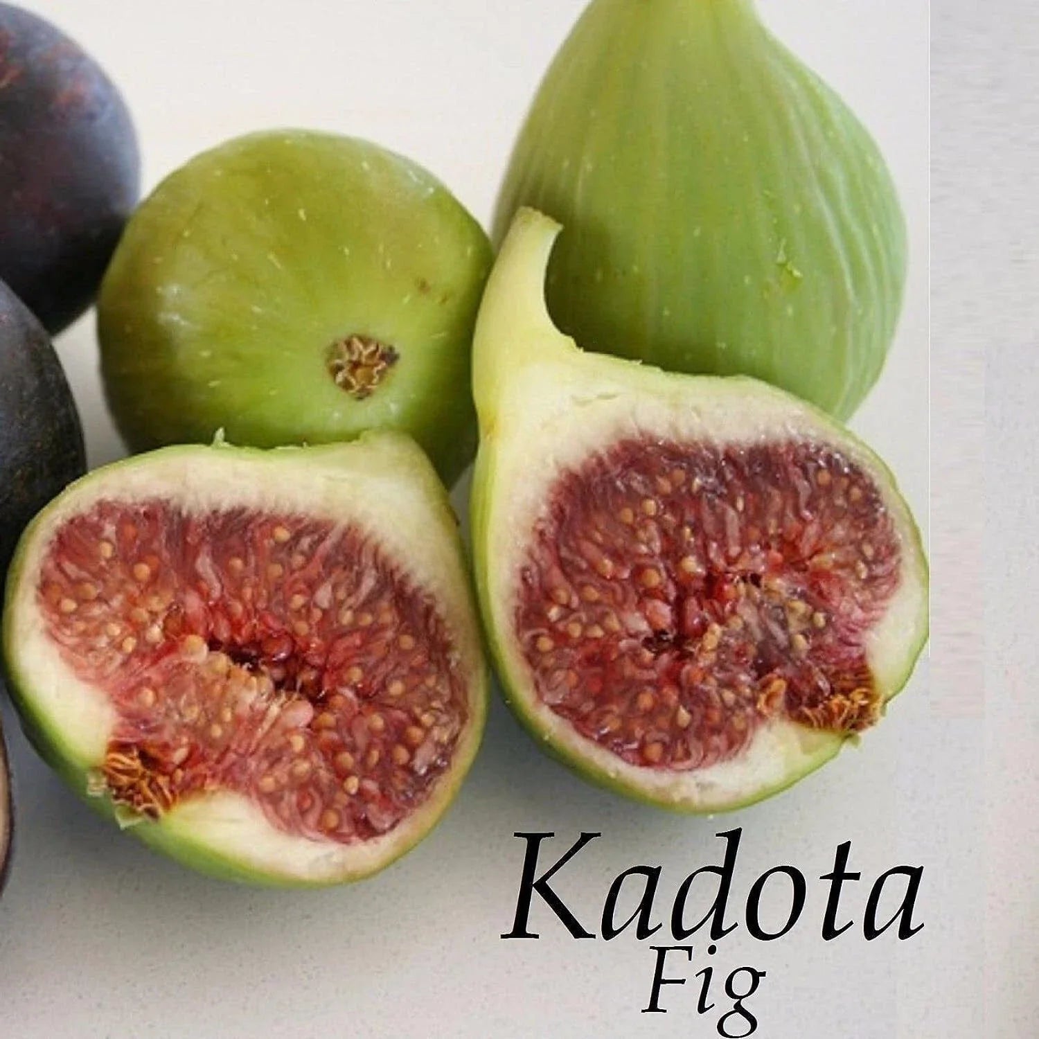 Kadota Fig Live Bare Root Plant 16+ Inches Ficus carica Self-Pollinating Greenish-Yellow Fruit