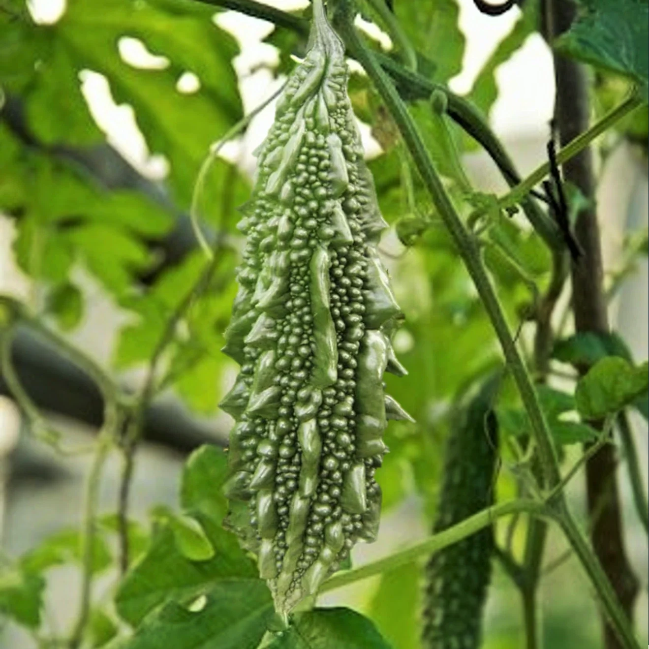 Black Pearl Bitter Melon Seeds - Indian Karela Momordica charantia - Climbing Vine, Heirloom, Non-GMO, 50 Seeds
