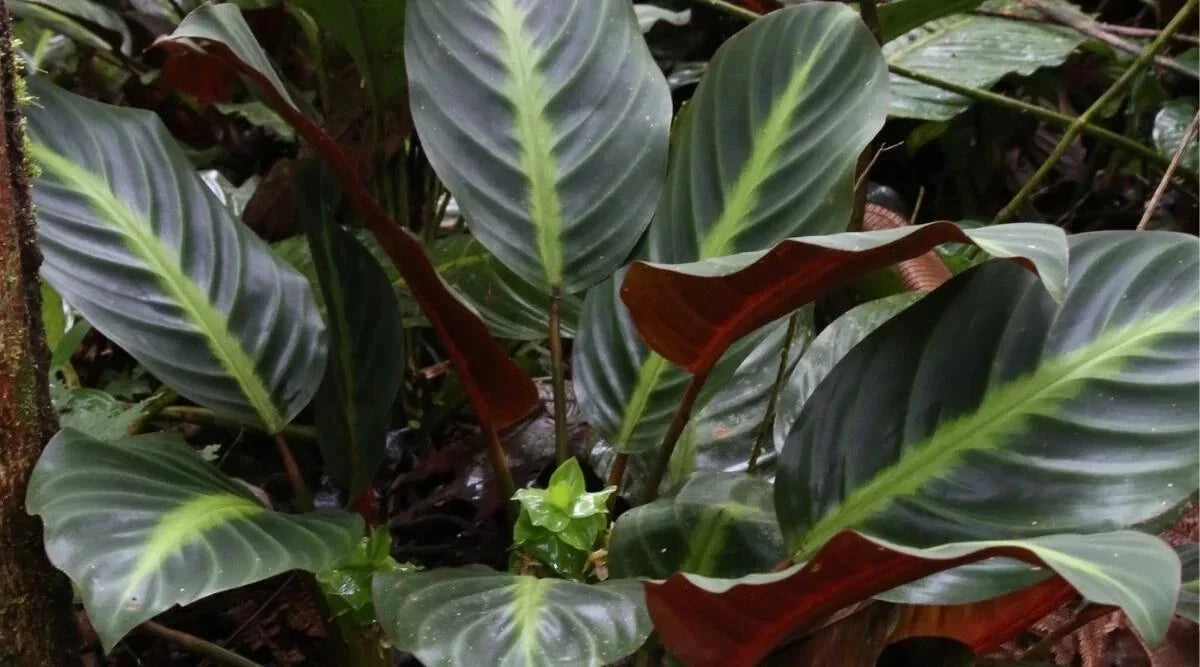 Ecuadoriana Calathea Seeds - 25+ Pack for Indoor & Outdoor Gardening - Calathea rufibarba - USA Seller