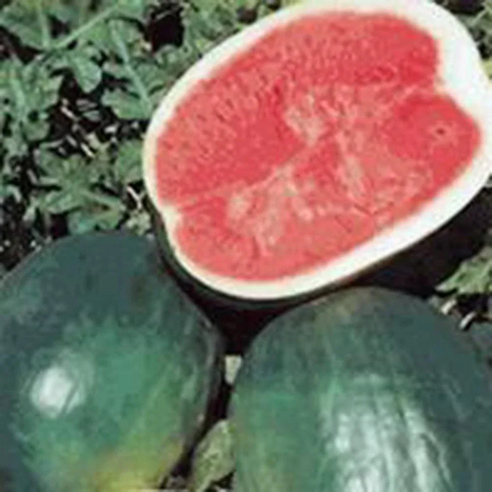 Black Diamond Watermelon Seeds - 100 Pack Non-GMO Heirloom Citrullus lanatus