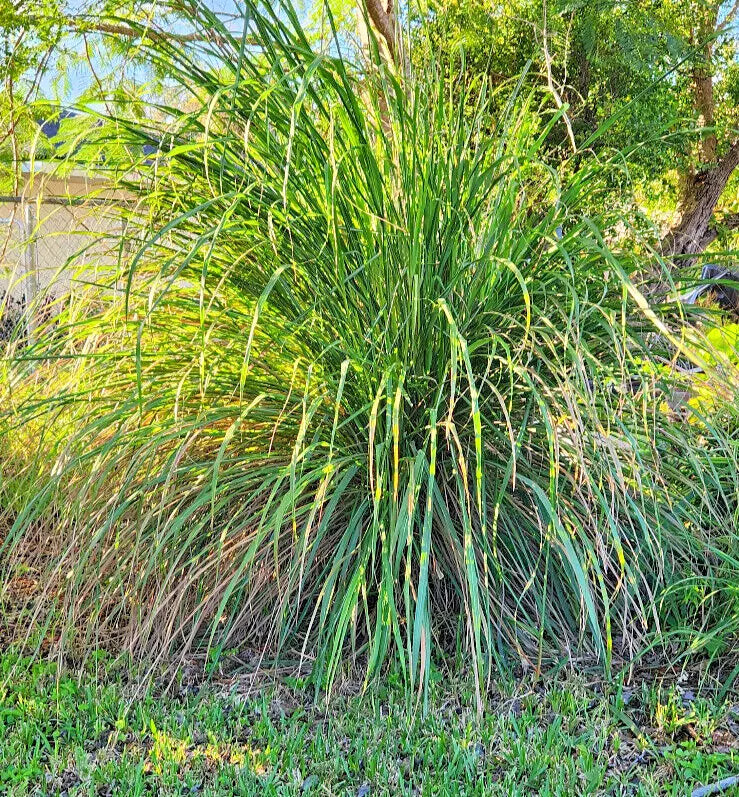 Wasp Repellent Lemongrass Plant Starter 4" - Aromatic Perennial Cymbopogon citratus