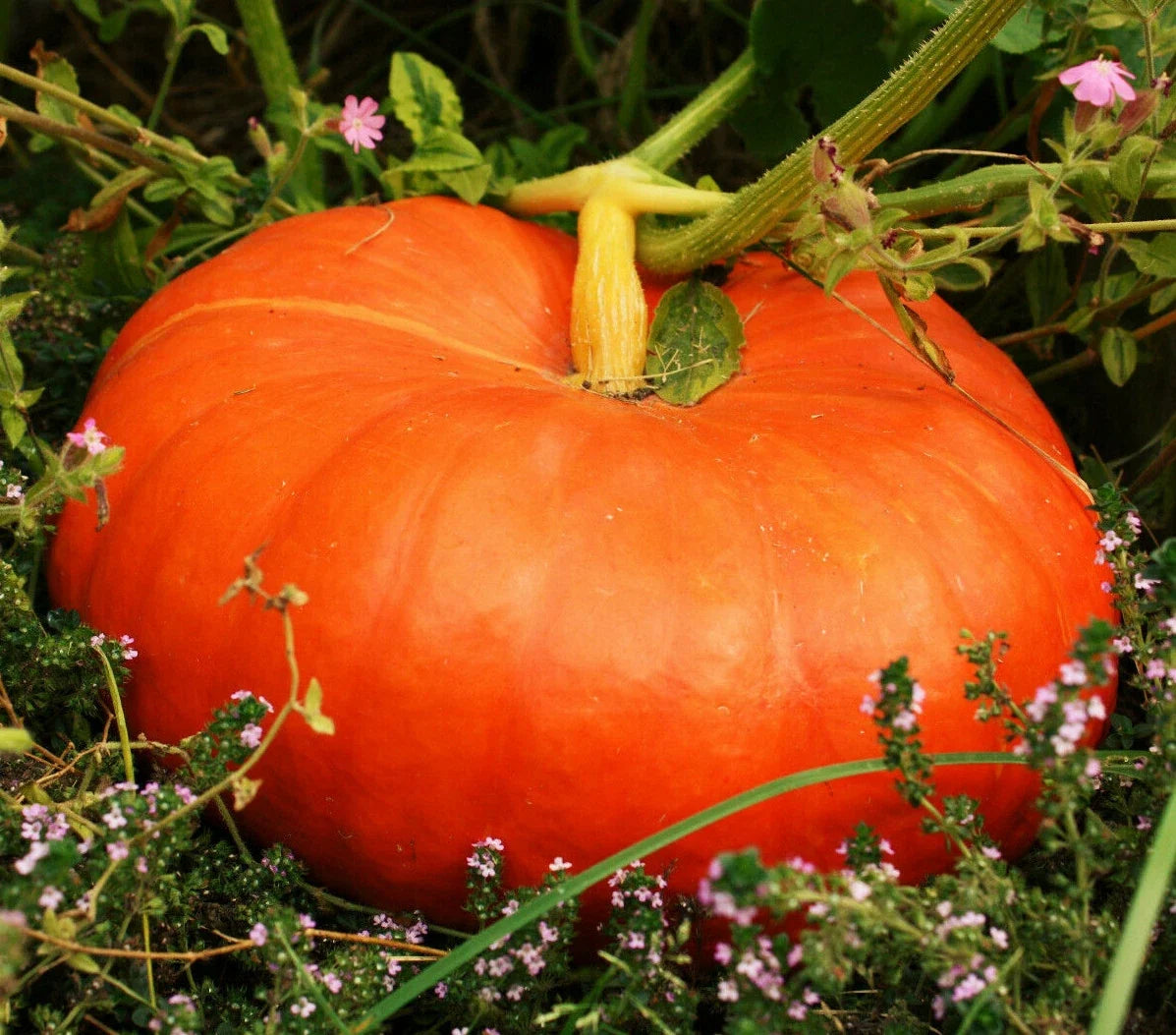 Cinderella Pumpkin Seeds Packets – Fairytale Coach Carriage Red Rouge Cucurbita pepo 2025 Variety