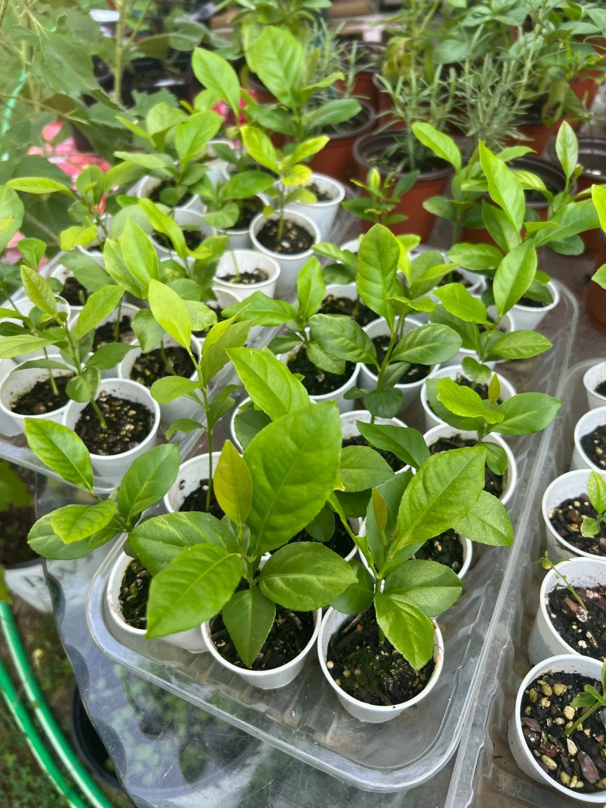 Lemon Tree Seedling Live Plant in 4-Inch Pot, Citrus limon, Fully Rooted, Indoor Outdoor Gardening
