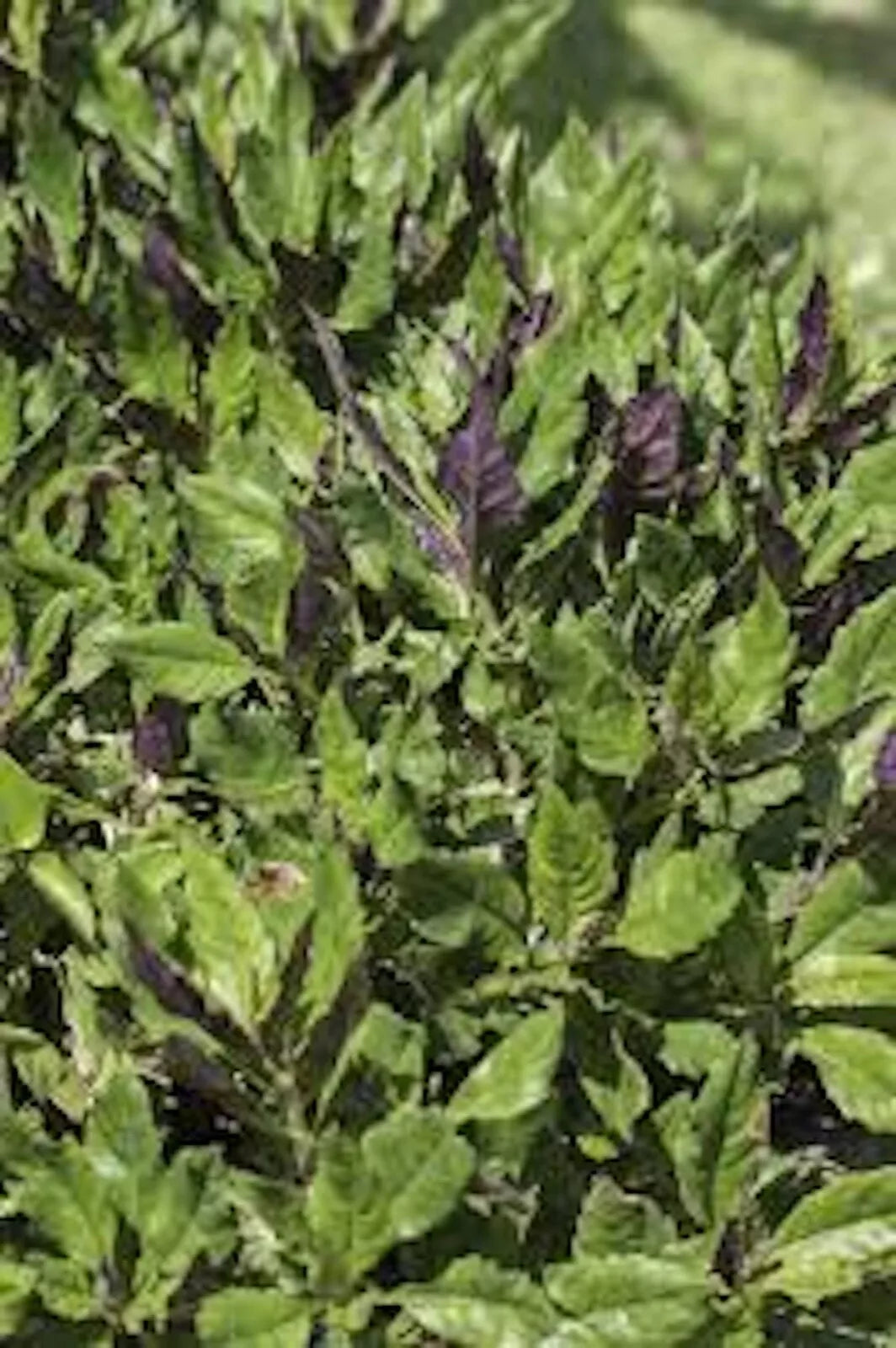 Okinawa Spinach Starter Plants 10 Pack Gynura Crepioides Perennial Vegetable with Green & Purple Foliage