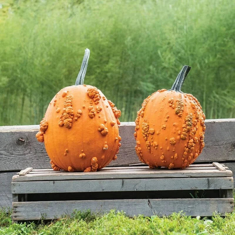 Scarface Pumpkin Seeds for Planting - Heirloom Cucurbita pepo, Unique Color & Shape, 10 Seeds