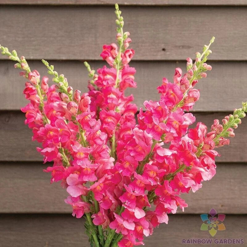Snapdragon Seeds - 1000+ Costa Deep Rose Antirrhinum majus Garden Flower Seeds for Borders & Containers