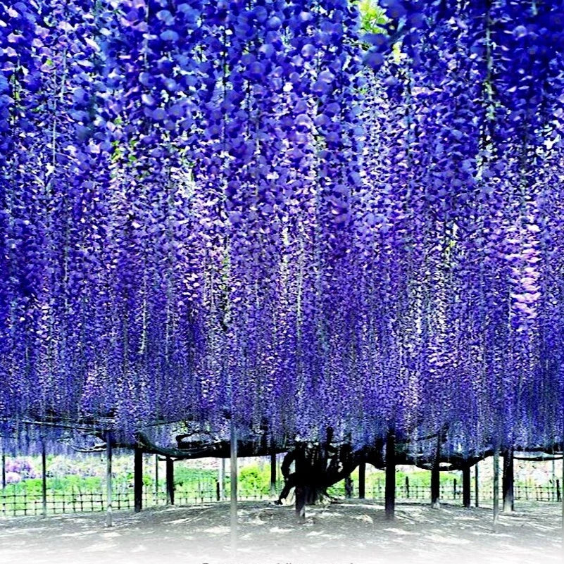 Chinese Blue Wisteria Seeds - 10 Pack, Fast-Growing Flowering Vine, Wisteria sinensis, Hardy Garden Plant for Trellises & Bonsai