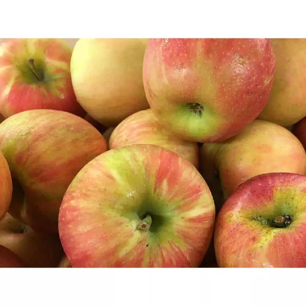 Dwarf Honeycrisp Apple Tree Bare Root – Organic Malus domestica, Sweet Crisp Apples, Compact for Small Gardens