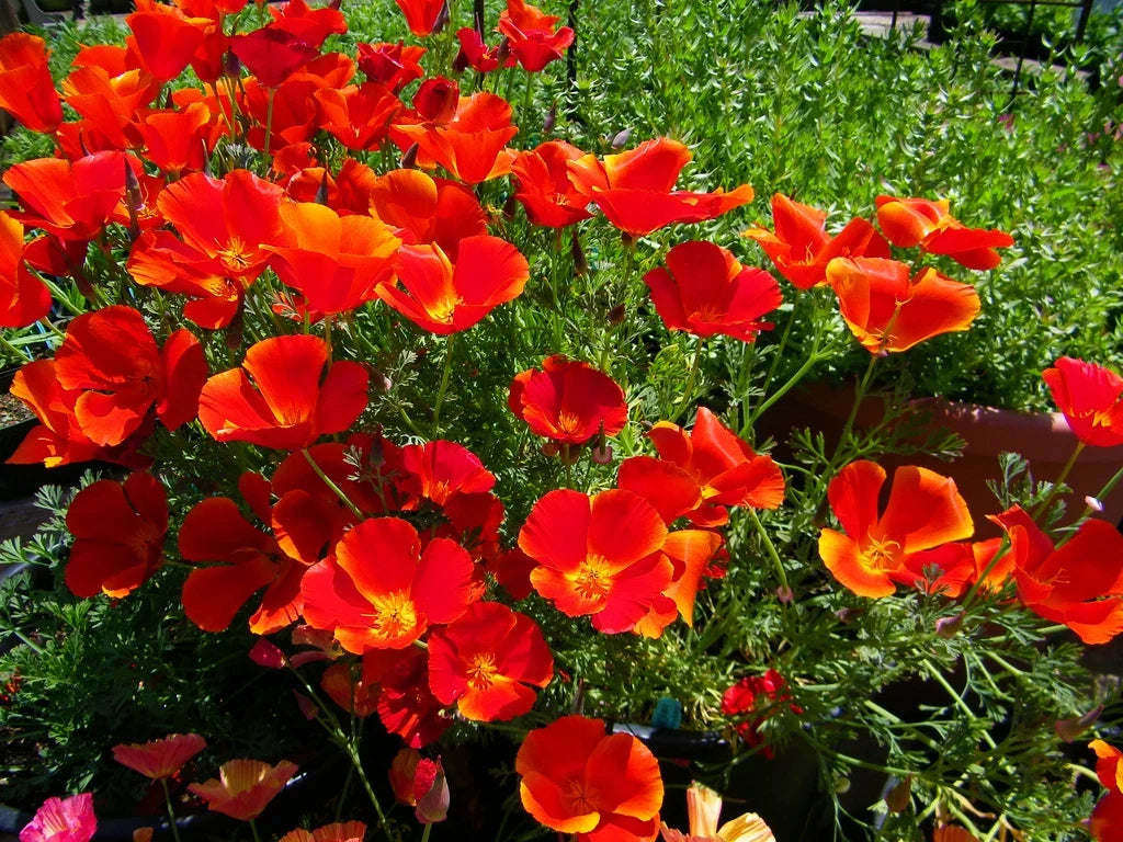 California Poppy Seeds - 275 Pack - Bright Red Eschscholzia californica Annual for Gardens, Borders & Wildflower Meadows