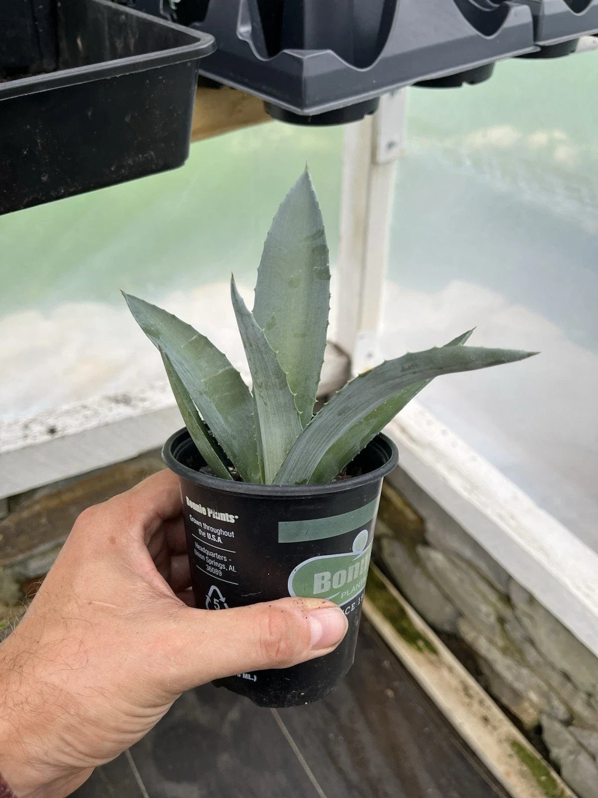 Agave Plant 4" Pot - Unknown Variety - Succulent for Indoor & Outdoor Decor - Drought-Resistant Rosette Plant