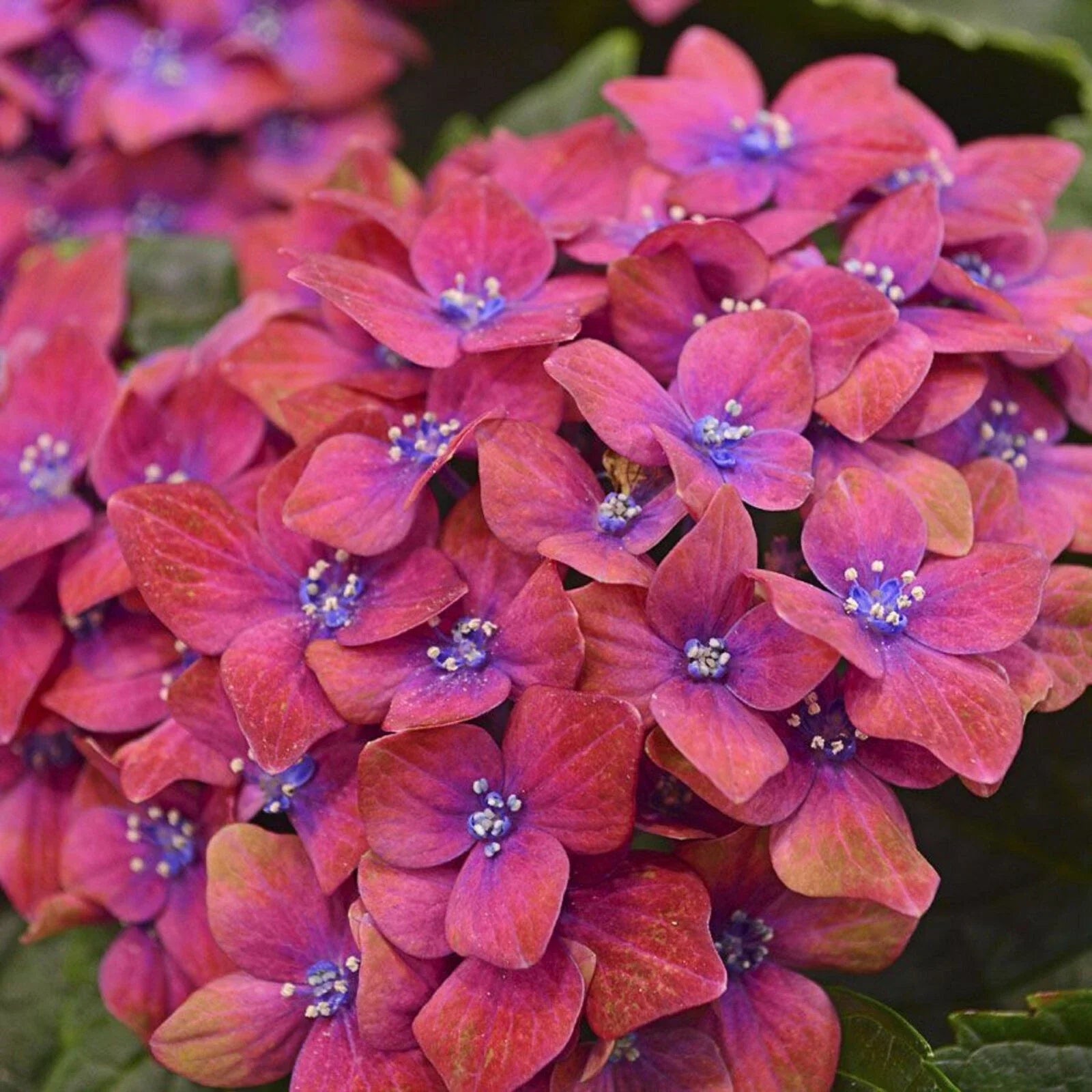 Hydrangea Seeds - 5 Pink Blue Perennial Flower Seeds - Hydrangea macrophylla - Garden, Landscape, Pollinator Attracting
