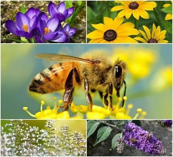 Perennial Pollinator Seeds Bundle - Wildflower Mix for Bees & Butterflies - Eco-Friendly Native Plant Seeds